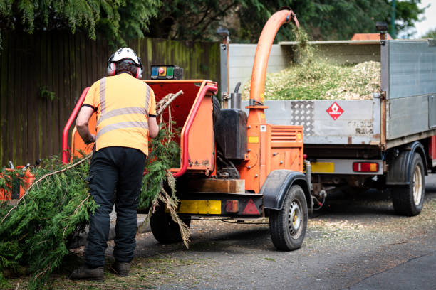 Professional Tree Service in Morrisonville, IL